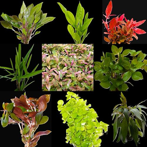 WASSERPFLANZEN WOLFF - 6 Bunde mit schönen kräftigen Aquariumpflanzen - großes buntes Pflanzen Sortiment für ein 60 Liter Aquarium, Wasserpflanzen-Set für alle Bereiche, vorne, Mitte und hinten