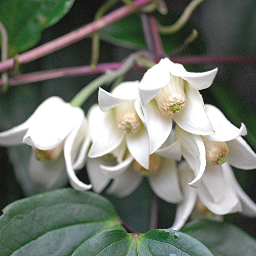 Clematis urophylla Winter Beauty White Flowers Climbing Plant Winter Flowering Evergreen for Outdoors Producing Bell Shaped Flowers, 2 x Plant in 7cm Pot by Thompson & Morgan