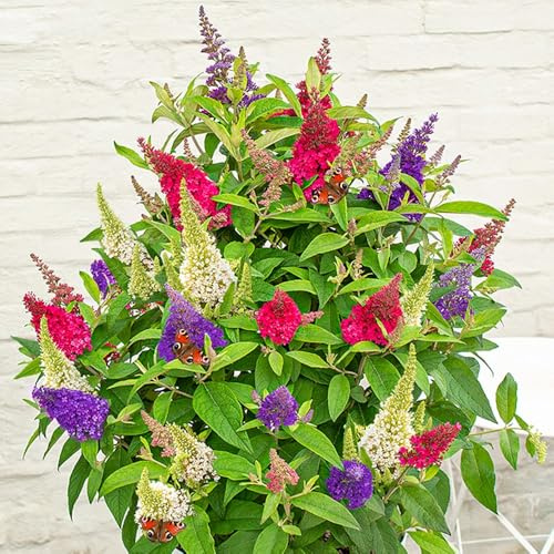 Buddleja Butterfly Candy Festival – 3-in-1 Butterfly Bush with Purple, White and Ruby Blooms – Compact Hardy Shrub for Patio Pots and Borders – 1x 3 Litre Pot – by Thompson and Morgan