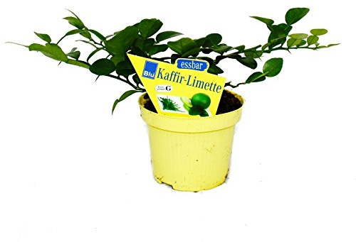 Kaffir Lime - Citrus Hystrix - 2 Växter - Kaffernlimette Kryddväxt