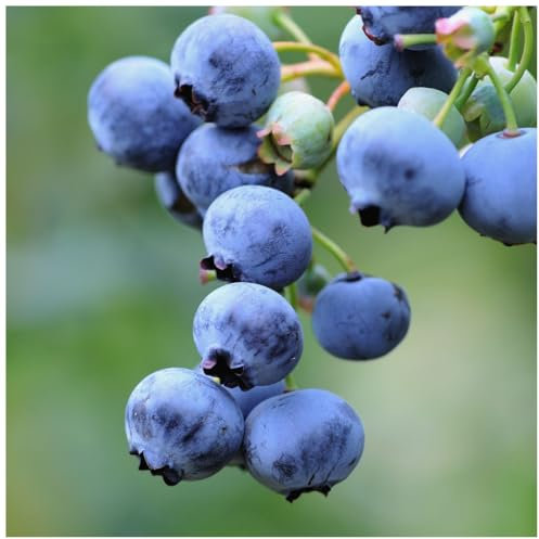 3 'Bluejay' Blueberry Plants/Vaccinium cor. 'Bluejay' 25cm in 9cm Pots 3fatpigs®