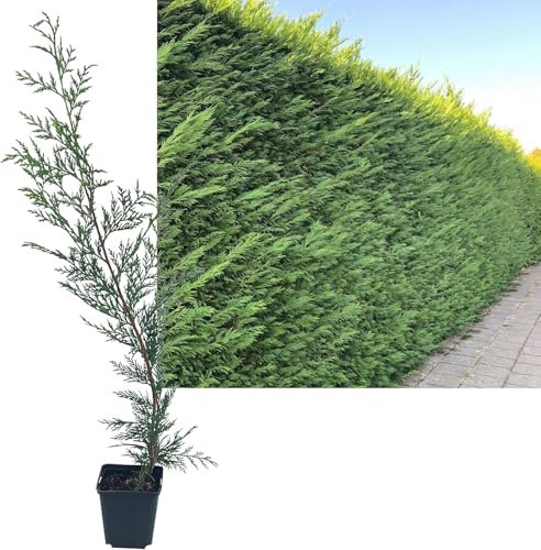 24 Stück Leylandii Zypresse von INTRAGARTEN | immegrün und winterhart | Basterdzypresse +50cm Heckenpflanze im Topf gewachsen