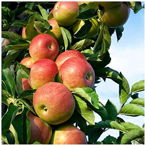 Laxton's Superb Apple Tree 4-5ft Ready to Fruit, Crisp,Sweet,Crunchy & Juicy 3fatpigs®