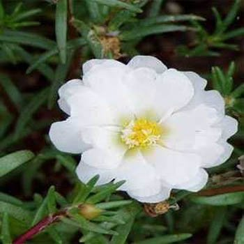 200 Seeds - Portulaca Moos Rose Weiß Bodendecker Samen (Portulakröschen)