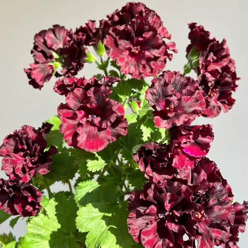 semillas de geranio resistente, pelargonio de balcón, decoración de sala de estar decorativas para balcón resistentes para el jardín 55pcs