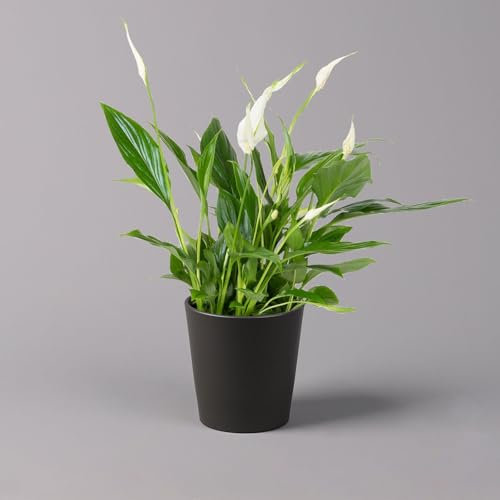 Einblatt 'Bellini', Topf-Ø 13 cm, mit Topf Dallas anthrazit, Höhe ca. 30 cm