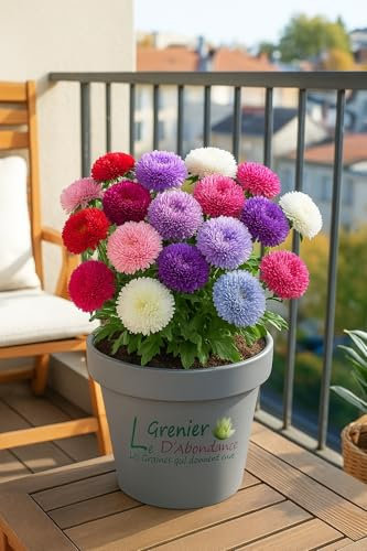 100 graines à semer - Le Grenier d'Abondance - Reine-Marguerite Pompon - Callistephus Chinensis Pompon