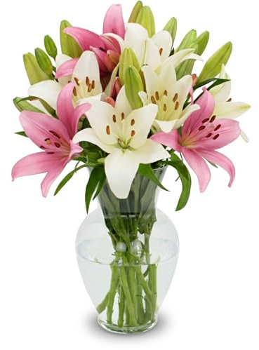STARGAZER BARN 10 Stem Pink & White Lily Bouquet (Vase Not Included) - Hand-Tied in the USA - Fresh Flower Delivery for Birthday, Anniversary, Sympathy, Home Decor, Wedding, Mother's Day