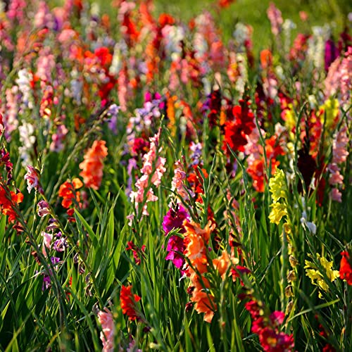 2 Stück gladiolen zwiebeln winterhart mehrjährig Gladiolus - Seltene Pflanzenserie - blumenzwiebeln mix mittagsblume winterhart geschenk garten topfpflanzen exotische
