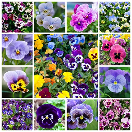 Mischen StiefmüTterchen Pflanzen 150 Blumensamen Bonsai Samen Hornveilchen Pflanzen Kaufen Blumenwiese Samen Bodendecker Samen Winterhart Schnittblumen Samen