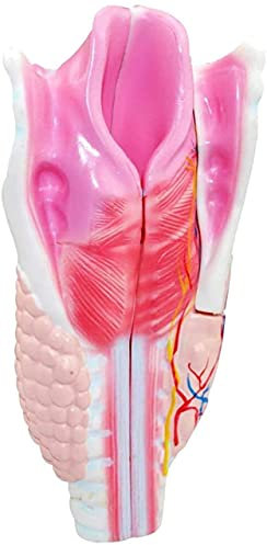 Modello del Collo Umano, Modello Anatomico degli Organi Umani, Modelli Scientifici di Anatomia Umana, Modello del Collo, per La Formazione Medica