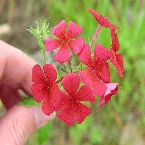 Phlox Scarlet Blumensamen (Phlox Drummondii) 800 + grani