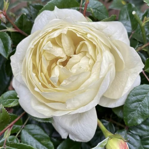 YouGarden Harkness Roses Emma's Rose, Floribunda White Cream, 4 Litre Potted Plant, Fragrant Garden Colour, Ready To Plant
