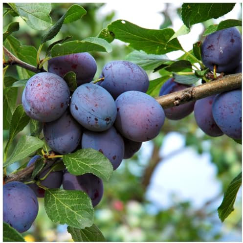 Dwarf Patio Czar Plum Tree in 5L Pot, Self Fertile,Ready to Fruit,Good for Cooking or Eating 3fatpigs®