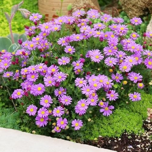semillas de margarita organicas - jardín variedades antiguas resistentes balcón 500pcs