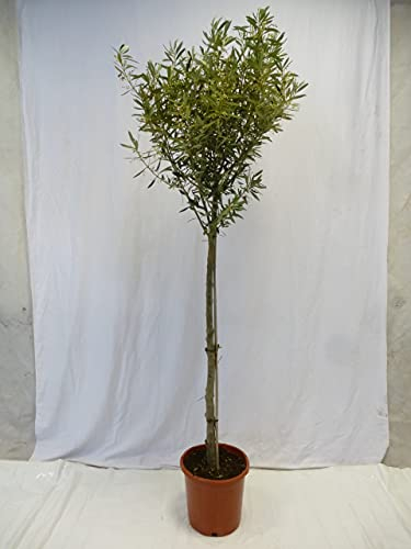 [Palmenlager] XL Olivenbaum 180 cm Olea europea Hochstamm mit kräftigem Stamm und breiter Krone