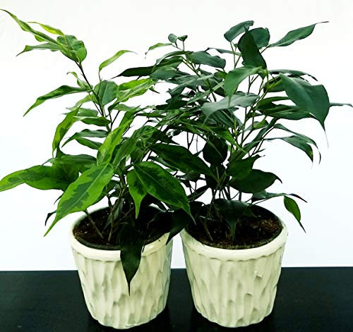 POWERS TO FLOWERS - DOUBLE FICUS: BENJAMIN VERDE ED ANASTASIA IN VASO CERAMICA BIANCO CON SPATOLATURA IN RILIEVO, piante vere