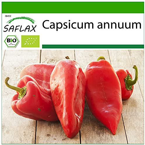 SAFLAX - BIO - Poivron - Red Marconi - 20 graines - Avec substrat de culture aseptique - Capsicum annuum