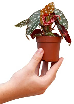 PLNTS - Baby Begonia Maculata - Plante verte - Plante d'intérieur en 6 cm Pot - Hauteur 15 cm