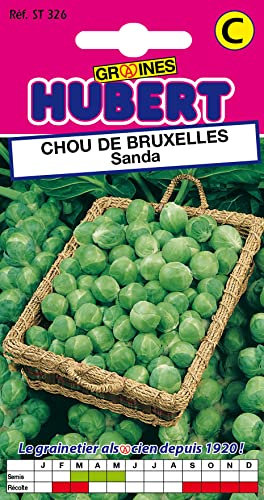 Graines de Chou de Bruxelles Sanda - 2 grammes