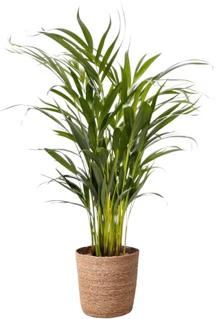 Happy Plants Areca Palm Goldpalme/Dypsis Lutescens - Zimmerpflanzen Groß - luftreinigende pflanzen - inkl. Blumentopf - Frisch aus der Gärtnerei (mit Topf, 70 cm)