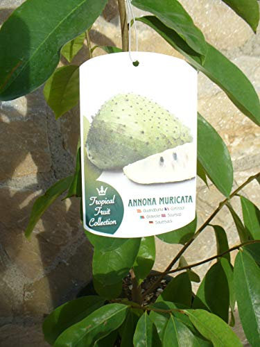 1x Annona Muricata, Stachelannone, Sauersack, junge Pflanze ca. 80-90 cm hoch