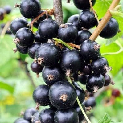 Plant Theory Blackcurrant Ben Sarek Fruit Bush Ribes Fruiting Shrub Plant 3L Pot