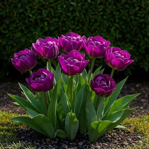 GreenboutiQ - Bulbes à fleurs - Tulipe Double Lilac - Couleur Violet - 12 pièces - Taille de bulbe 11/12 - Pack XXL