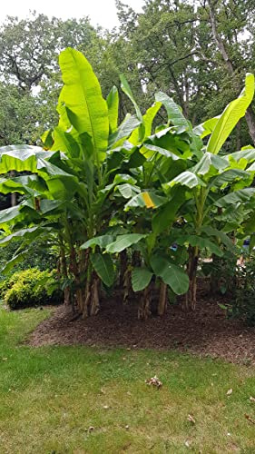 Musa basjoo/Bananier du Japon/Conteneur de 5 à 6 litres/Sans feuille en hiver/Plante caduc/Sans feuilles en hiver