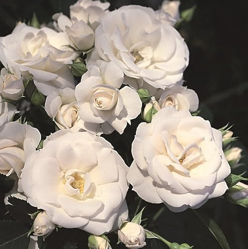 Bodendeckerrose 'Aspirin'® - weiß blühende Topfrose im 3 L Topf - ADR-prämiert - frisch aus der Gärtnerei - Pflanzen-Kölle Gartenrose