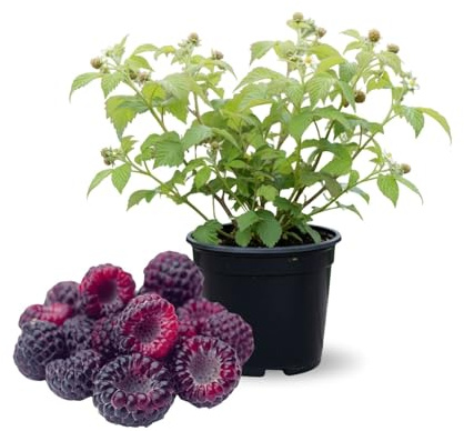 Deep Purple Live Plant 4-6 Inch Tall, Raspberry Tree, Everbearing Fruit Plant, Starter Plant for Garden