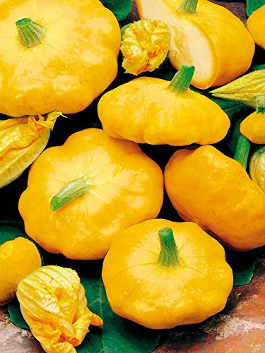 Heirloom Heritage COURGETTE Early Yellow Summer Squash 10 Organic Seeds Certified French Organic Grower Sunburst Patty PAN PATISSON UFO