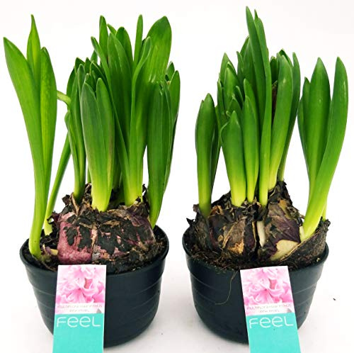 POWERS TO FLOWERS - SET 2 BULBI GIACINTO MULTIFLORA ROSA, piante vere