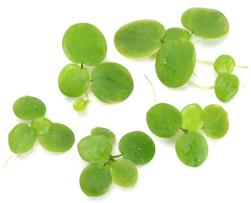 K2AQUA 5 x Limnobium Laevigatum Floating Live Plant Easy Care Aquarium Pond Decor Natural Oxygenator for Fish Habitat Water Gardens