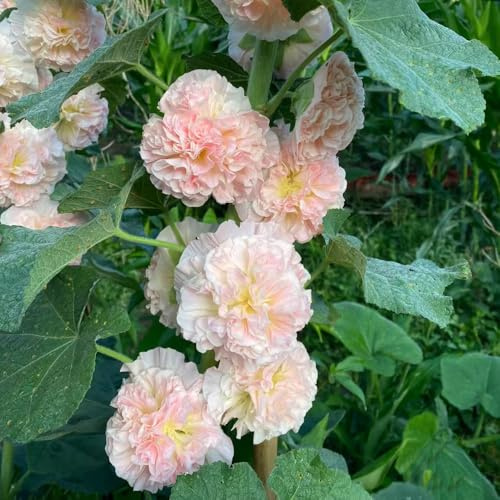 semillas de malva real - malvas reales semillas de balcón malva loca interior raras jardín balcón Decoración orgánica cortadas 200semillas