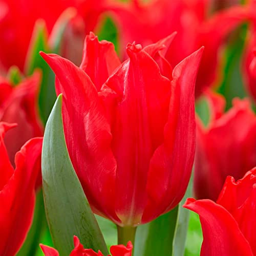 7 x Tulipa Lily Flowered Pretty Woman - Spring Flowering Bulbs – Adorning Red Tulips - Blooms in Late Spring – Perennials – for Your Beautiful Garden