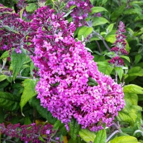 3 x Arbre aux papillons 'Pink Delight' - Buddleja Davidii 40-60 cm en conteneur - Grandes fleurs allongées de couleur bleu-lilas à bleu-violet