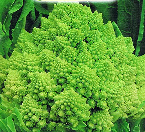 CAVOLFIORE ROMANESCO NR.300 SEMI