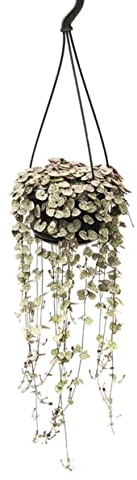 Plant in a Box - Ceropegia linearis Woodii - Senkrecht-Herzblatt - Kettenpflanze - Topf 14cm - Höhe 20-30cm