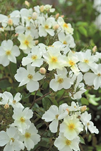 Englische Rose Kew Gardens im 7 Liter Rosentopf