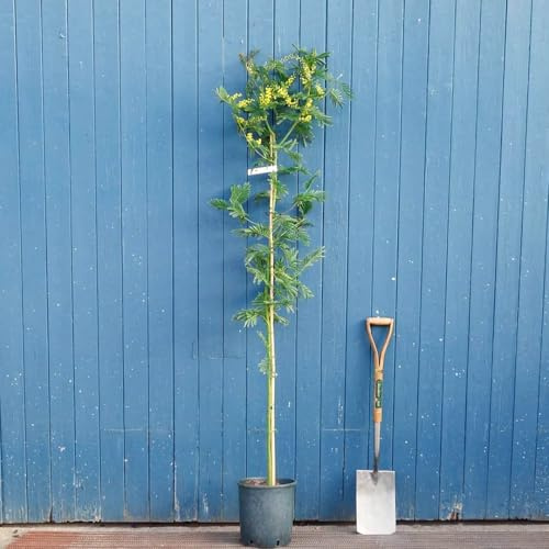 Mimosa Acacia dealbata pianta in vaso Ø22 h. 180/200 cm Vivaio di Castelletto