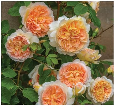 Bathsheba®, rosa viva di Rose Barni®, rosa in vaso English Roses®, fiori grandi a coppa, profumo intenso, colore giallo albicocca, cod. 71072
