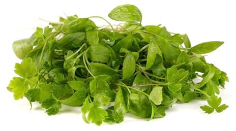 Herb Seeds for Planting UK Indoor Outdoor Plants Chives, Basil, Coriander - Grow Your Own UK Fresh (Microgreens - Parsley Commun 2, 2000 Seeds)