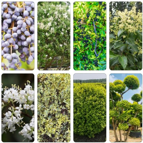 semillas seto de aligustre jardín del balcón de interior exóticas seto aligustre hojas perennes trepadoras rápido crecimiento bonsái perennes balcón invernadero cama 450pcs