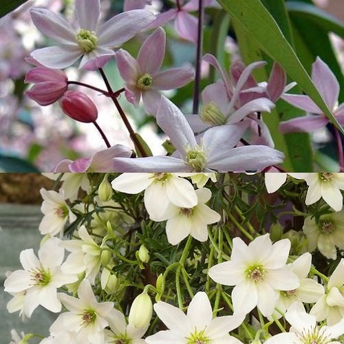 Lot de 2 plantes grimpantes à feuilles persistantes Clematis Apple Blossom & Clematis Early Sensation – Blanc, Vivace & Pervenche | 2 pots de 1,5 l