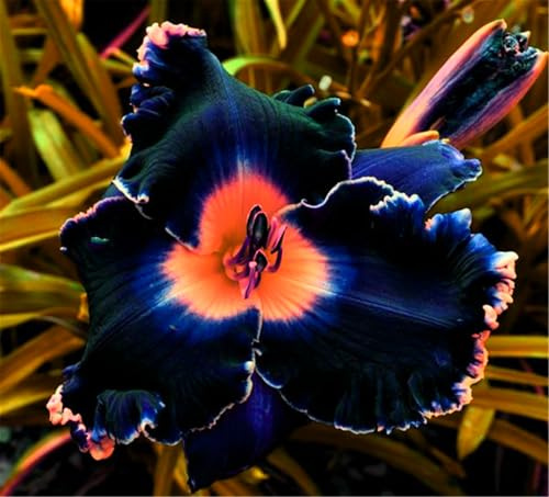 Winterhart pflanzen, Mysteriöse magische Glühbirne, Blumenzwiebel Mix, Luftreinigung, Lebende Pflanzen,Mehrjährige Blumenzwiebel ist winterhart-3 Taglilien zwiebeln