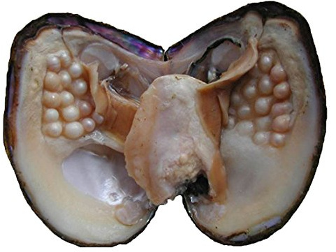 POSHOPS - Perle di ostrica coltivate in acqua dolce, grandi ostriche con perle all'interno, decorazione per la casa e creazione di gioielli (5-7 mm, 20-25 perle in un'ostrica)