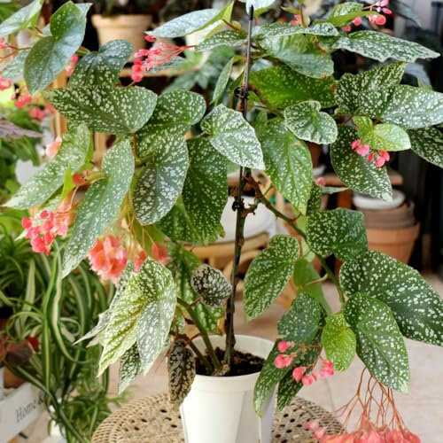 Forellenbegonie Pflanze Samen, luftreinigende zimmerpflanzen Begonia maculata, winterharte balkonpflanzen winterfeste pflanzen für balkon gartenpflanzen wohnzimmer deko zimmer pflanze 250pcs