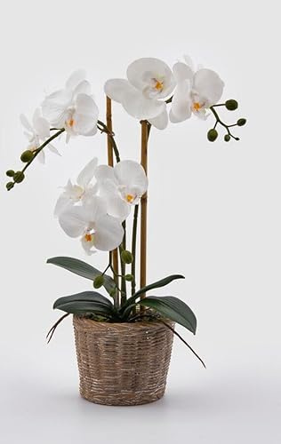 EDG Enzo De Gasperi Orchidea Phalaenopsis Pianta x3 Artificiale con Cesto H 48 Cm White