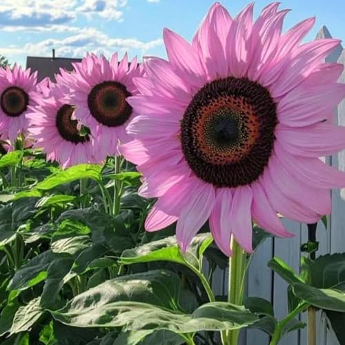 Mixrug Mix Sunflower Seeds to Plant, 100+pcs Rare Perennial Sunflower Flower Seeds for Planting, Non-GMO Heirloom Flowers Plants Attracts Pollinators for Home Garden Outdoors